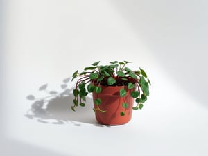 Goth Girlfriend  For Plants