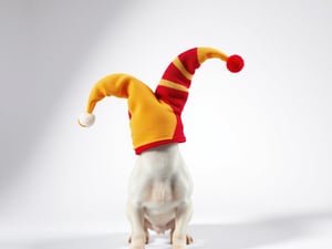 Clown Hats For Dogs
